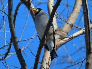 小山内裏公園220108イカル (2)_01
