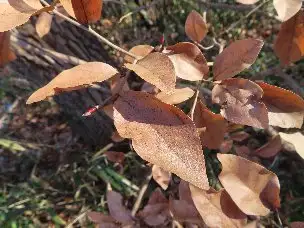 小山内裏公園220108ヤマコウバシ (1)_03