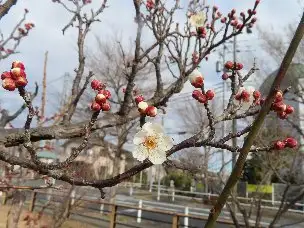 小山内裏公園220119白梅 (1)_01