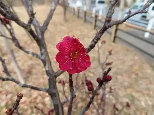 小山内裏公園220119紅梅 (1)_02