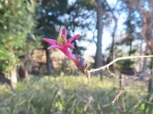 小山内裏公園220119ウグイスカグラ (1)_03