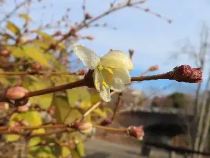 小山内裏公園220203ロニセラ (1)_01