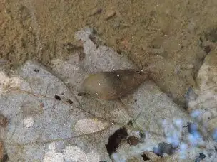 小山内裏公園220203カワニナ-_03