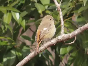 小山内裏公園220212ジョウビタキ (3)_02