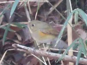 小山内裏公園220212ルリビタキ_03