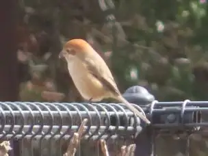 小山内裏公園220212モズ_04