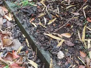 小山内裏公園220220タヌキのため糞_03