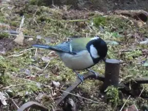 小山内裏公園220220シジュウカラ_04