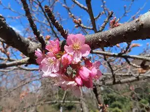 小山内裏公園220227カワヅザクラ (1)_01