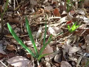 小山内裏公園220227キツネノカミソリ若葉 (1)_03