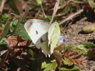 小山内裏公園220227モンシロチョウ (1)_04