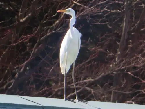 小山内裏公園220227ダイサギ_05