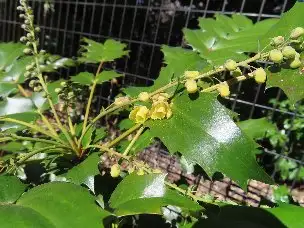 小山内裏公園220306ヒイラギナンテン (1)_02