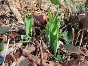 小山内裏公園220306ヤブカンゾウの若芽 (1)_03
