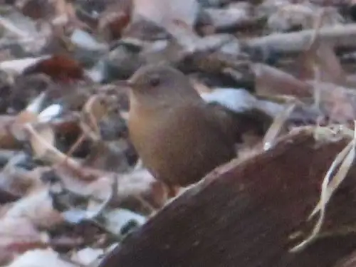 小山内裏公園220306ミソサザイ_05