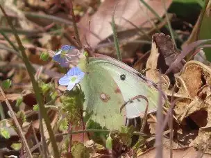 小山内裏公園220312モンキチョウ白色型_01