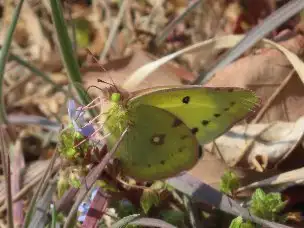 小山内裏公園220312モンキチョウ黄色型_02
