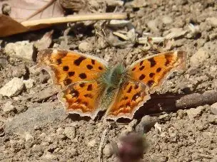 小山内裏公園220312キタテハ_03