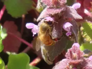 小山内裏公園220312セイヨウミツバチ (1)_04