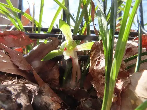 小山内裏公園220312シュンラン (1)_05