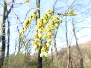 小山内裏公園220320キブシ雄花 (1)_02