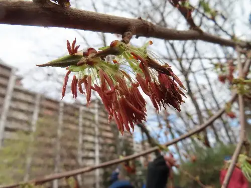 小山内裏公園220320フサザクラ (1)_05