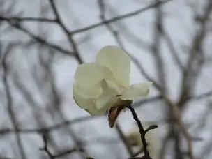小山内裏公園220320コブシ (1)_03