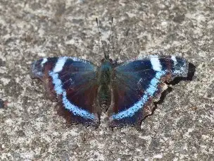 小山内裏公園220328ルリタテハ_02