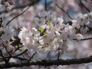 小山内裏公園220328ソメイヨシノ (1)_03
