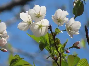 小山内裏公園220328オオシマザクラ (1)_04