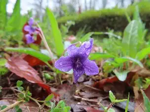 小山内裏公園220403ノジスミレ (1)_01