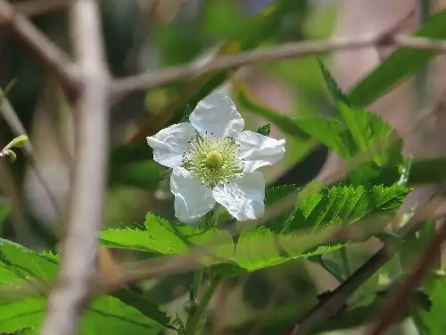 小山内裏公園220408カジイチゴ) (1)_05