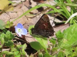 小山内裏公園220408コツバメ (2)_02
