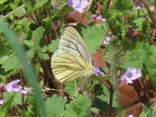 小山内裏公園220408スジグロシロチョウ_03