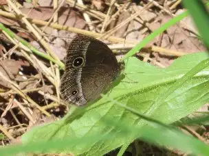 小山内裏公園220430コジャノメ_03