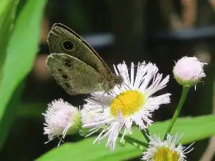 小山内裏公園220430ヒメウラナミジャノメ_04