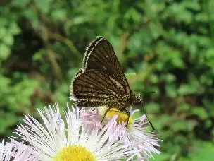 小山内裏公園220508コチャバネセセリ_03