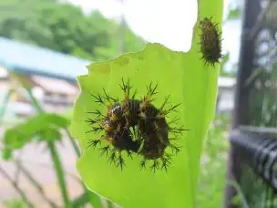 小山内裏公園220508ルリタテハ幼虫_04