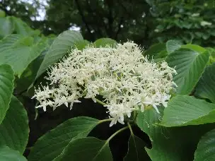 小山内裏公園220508ミズキ (1)_01