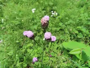 小山内裏公園220508キツネアザミ (1)_03
