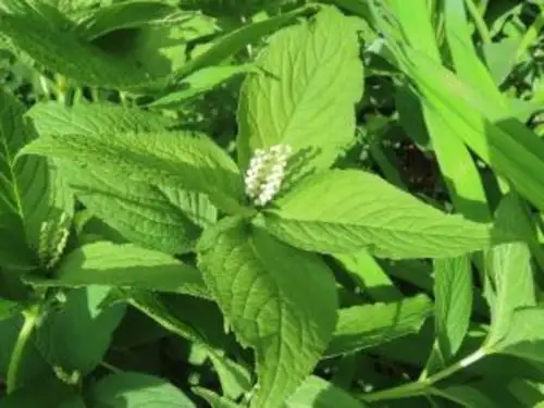 小山内裏公園220508フタリシズカ (1)_05