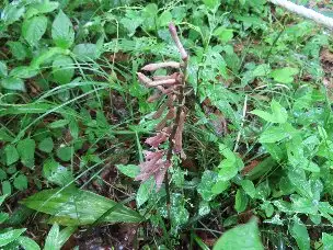小山内裏公園220516サイハイラン (1)_02
