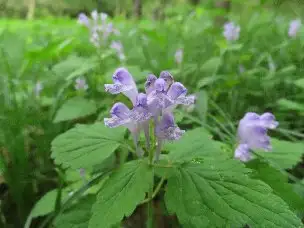 小山内裏公園220516保護区外オカタツナミソウ (1)_04