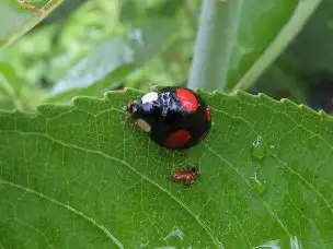 小山内裏公園220521ナミテントウ_02