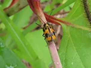 小山内裏公園220521ヤツボシツツハムシ_03