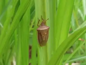 小山内裏公園220521エビイロカメムシ_04