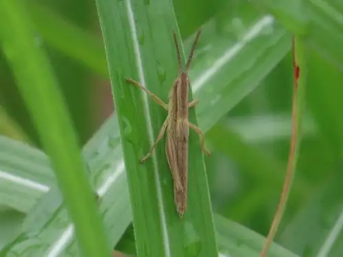 小山内裏公園220521ナキイナゴ幼虫_05