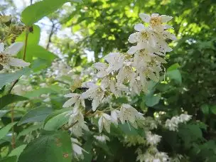 小山内裏公園220528ウツギ (1)_01