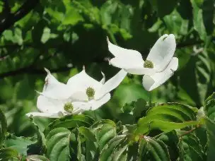 小山内裏公園220528ヤマボウシ (1)_03
