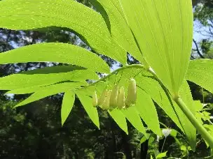 小山内裏公園220528ナルコユリ (1)_04